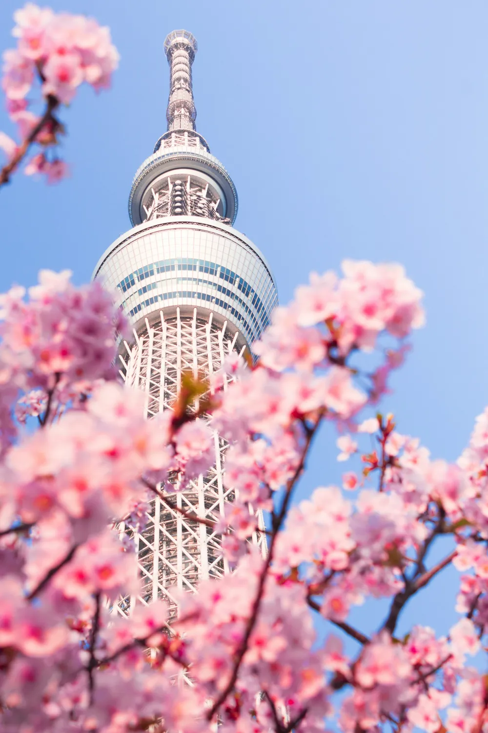 Tokyo Skytree atrás de cerejeiras em flor